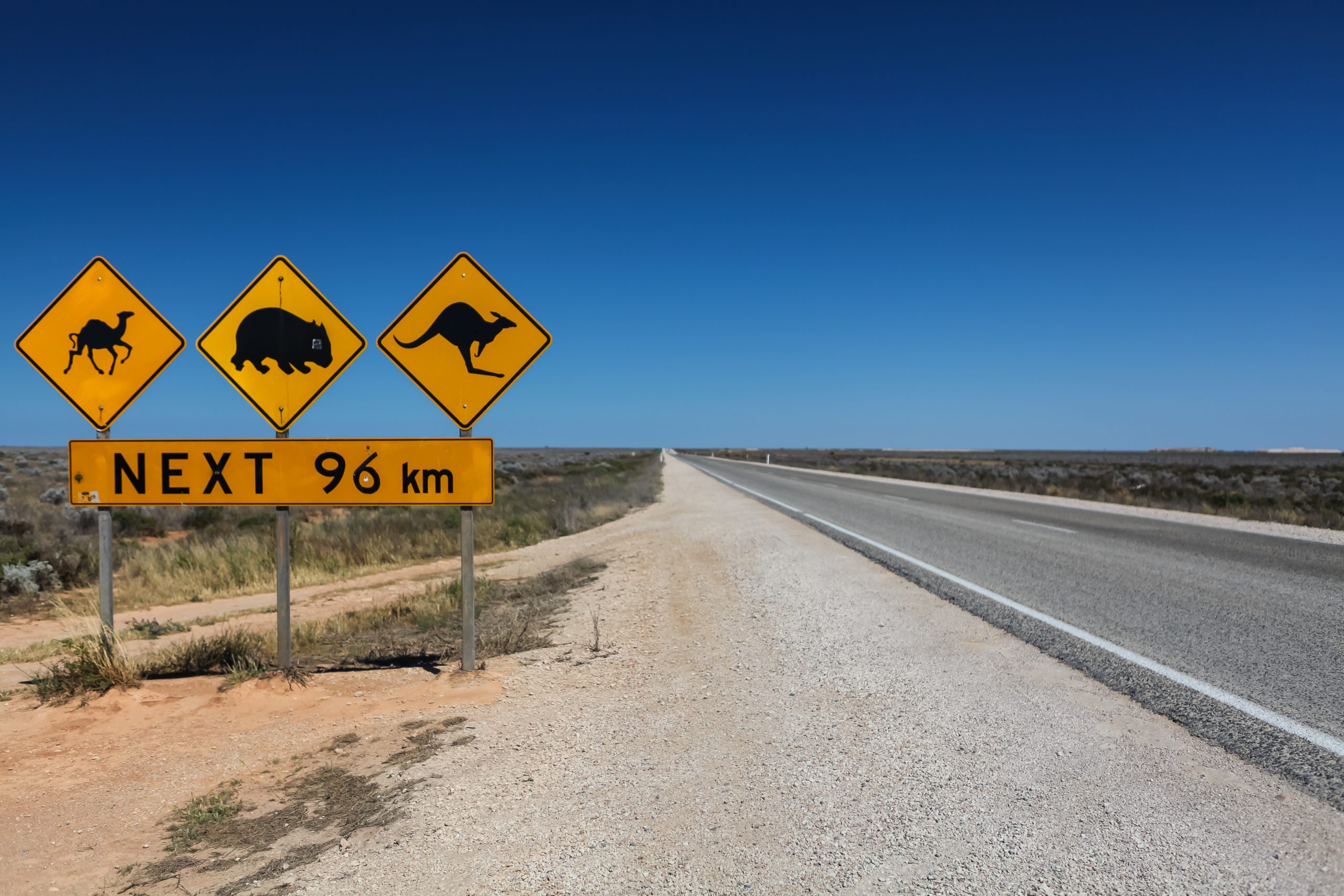 animal,warning,signs,along,the,nullarbor,plain,,camels,,wombats,and